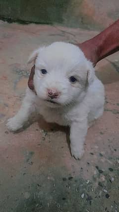 Russian dog male nd female available original white colour  one month