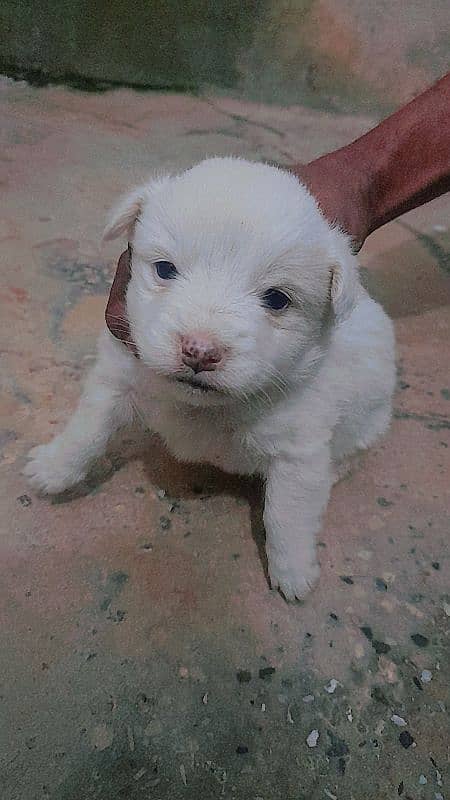 Russian dog male nd female available original white colour  one month 0