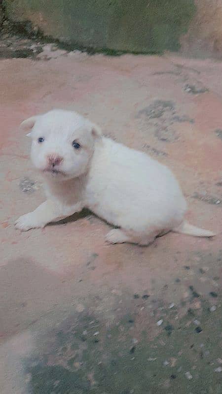 Russian dog male nd female available original white colour  one month 1