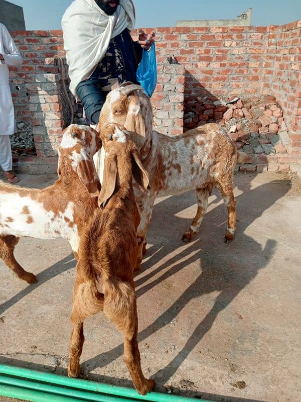 goats for sale 0