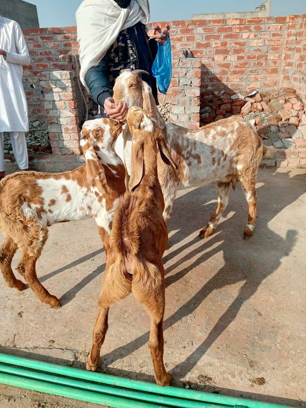 goats for sale 1