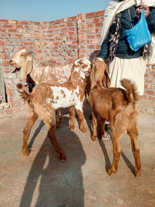 goats for sale 3