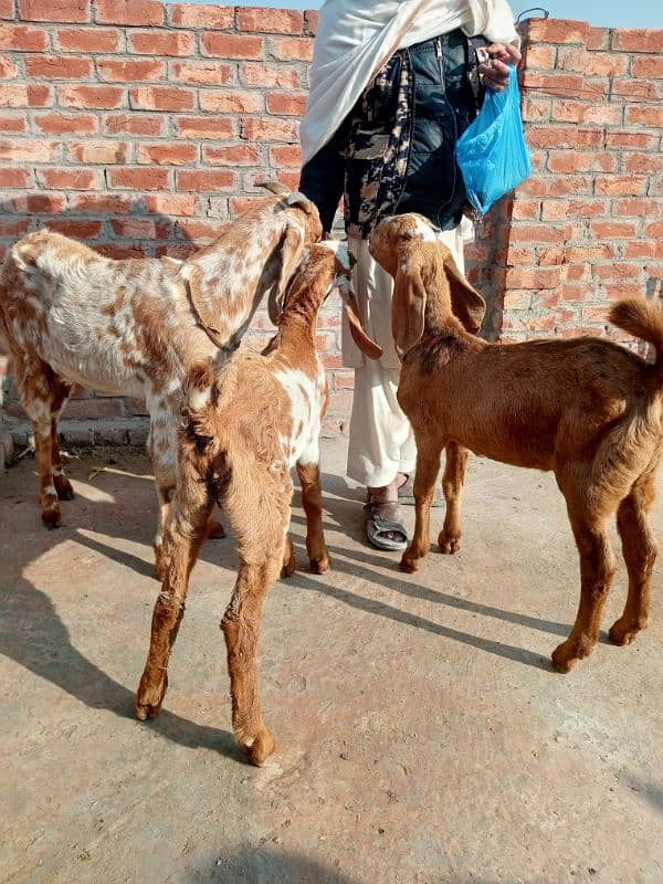 goats for sale 5