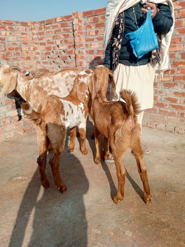 goats for sale 6