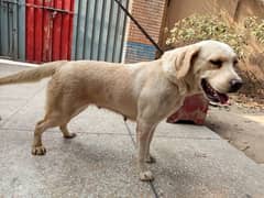 British Labradour Female pedgiree 03134111831