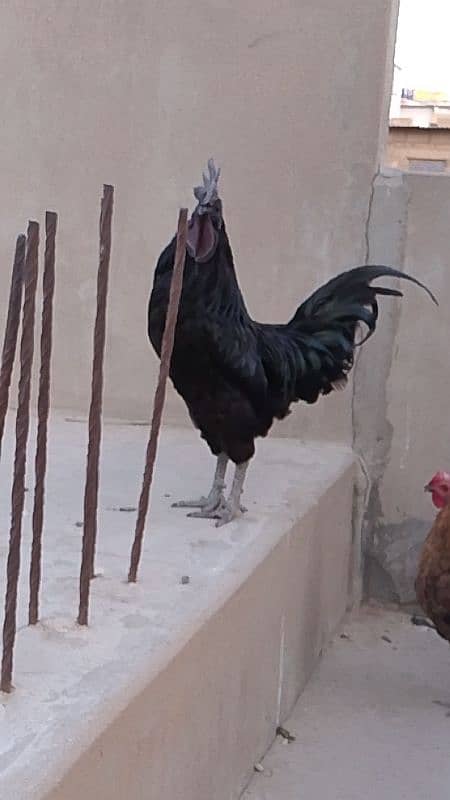 ayam cemani 0