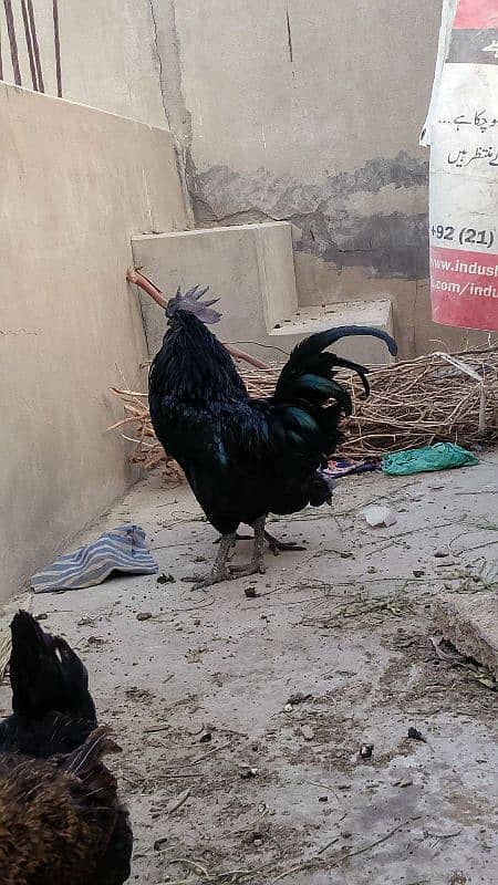 ayam cemani 1