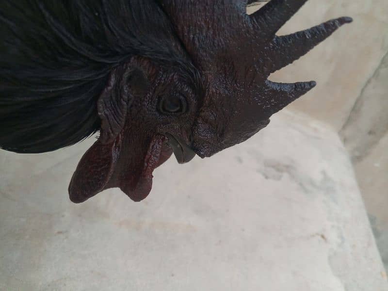 ayam cemani 2