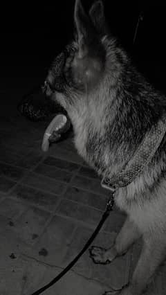 german shepherd female 2 sall ki confirm breeder