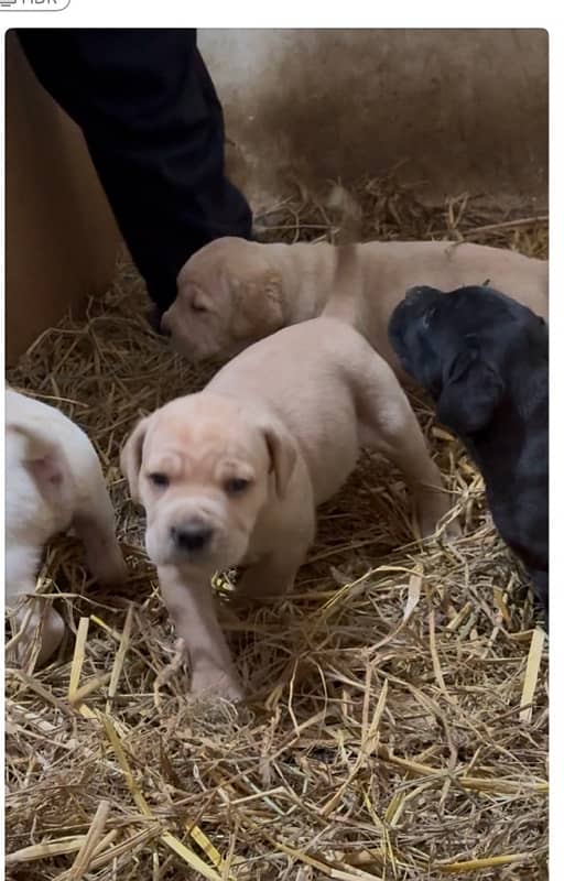 Cane corso Straw/white Huge Size 5