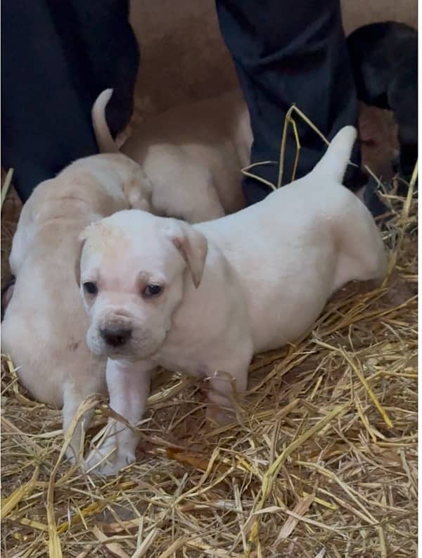 Cane corso Straw/white Huge Size 6