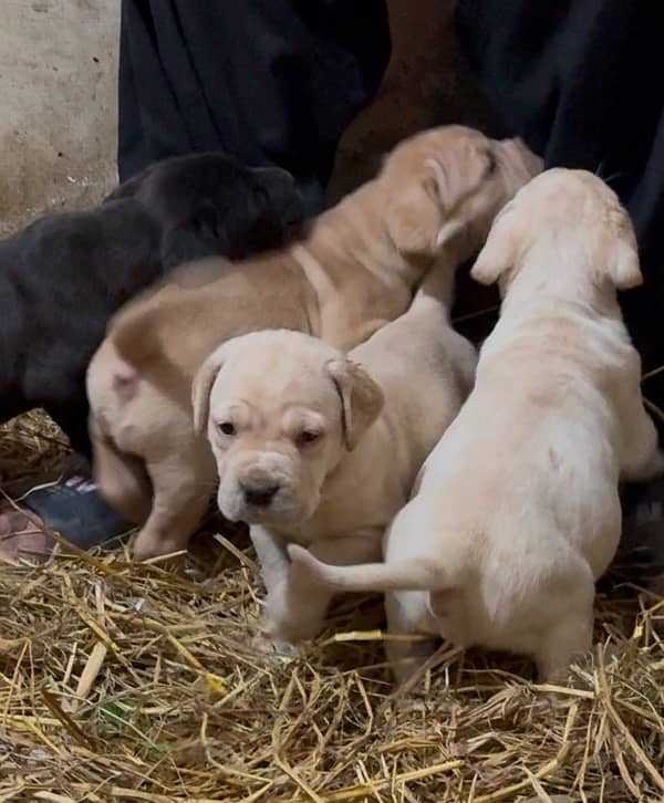 Cane corso Straw/white Huge Size 9