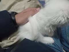 persian little cat of 1.5 months eventually