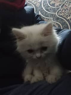 Persian Semi-Punched face kitten in white color 1.5 months eventually.