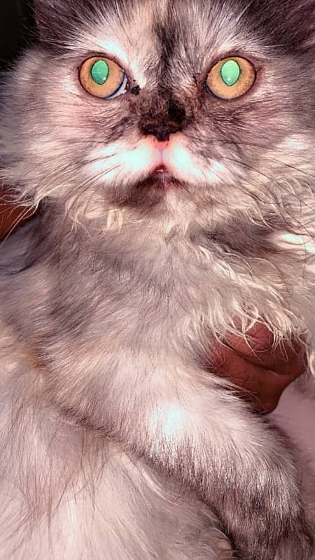 persian cat 5