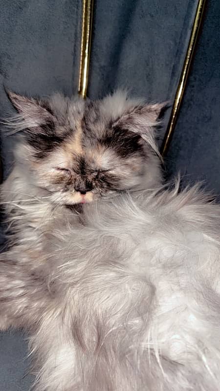 persian cat 12