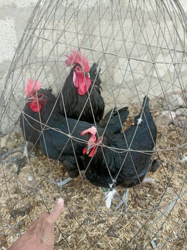 Australorp 3 female 1 male 0