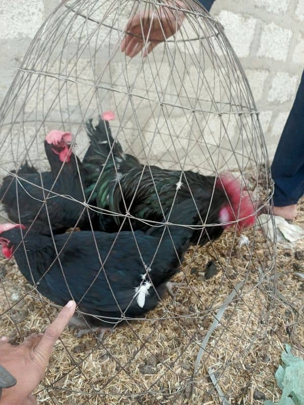 Australorp 3 female 1 male 1