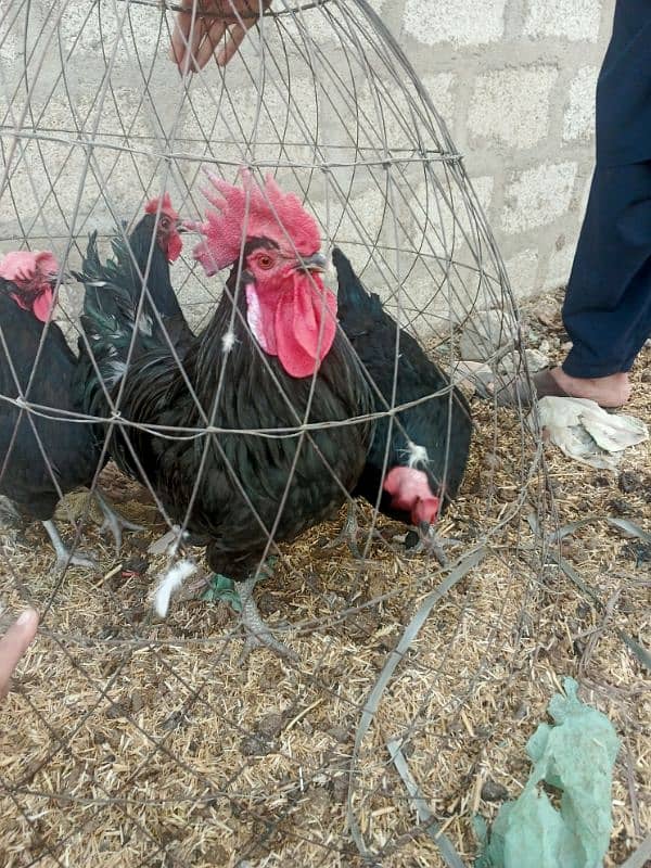 Australorp 3 female 1 male 2