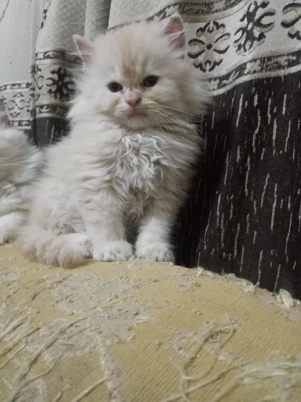 bi color Persian kitten for sale 0