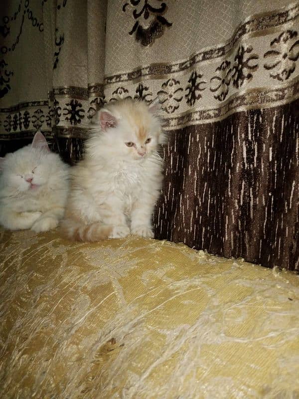 bi color Persian kitten for sale 1