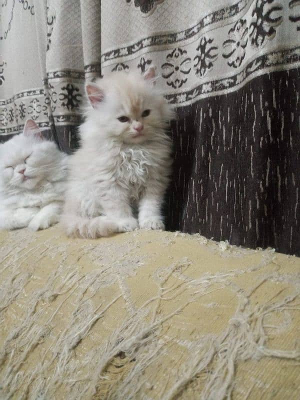 bi color Persian kitten for sale 2