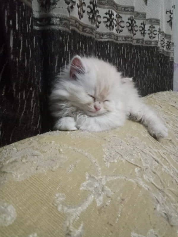 bi color Persian kitten for sale 3