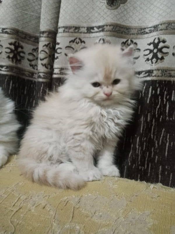 bi color Persian kitten for sale 4