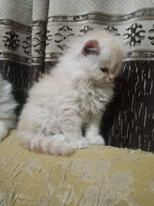 bi color Persian kitten for sale 5