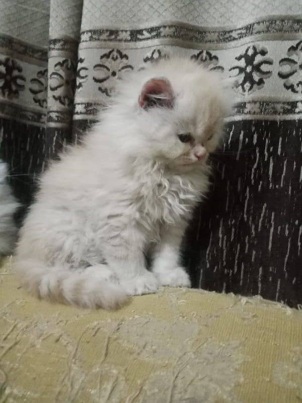 bi color Persian kitten for sale 6