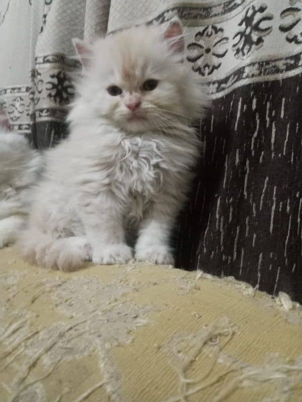 bi color Persian kitten for sale 7