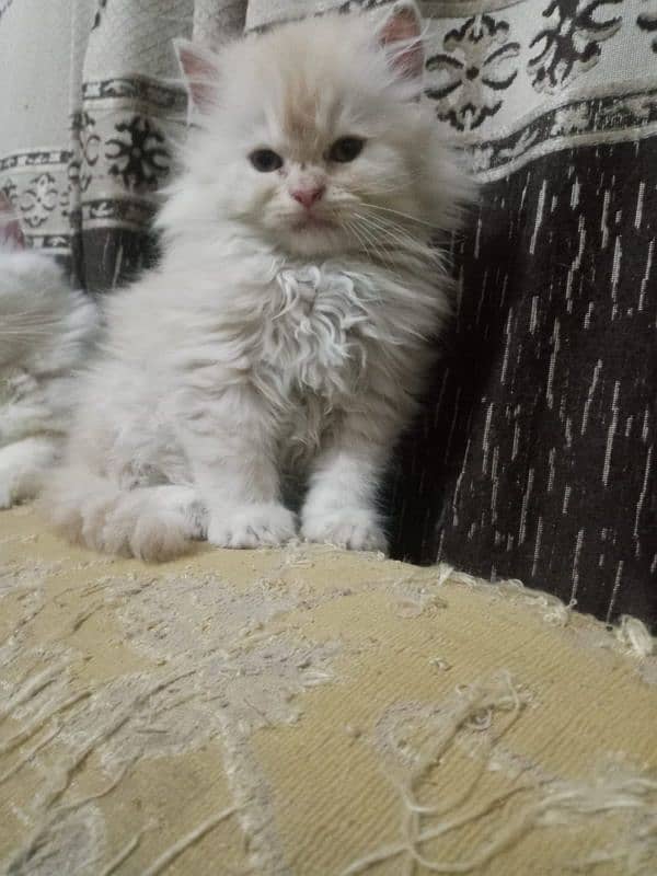 bi color Persian kitten for sale 8