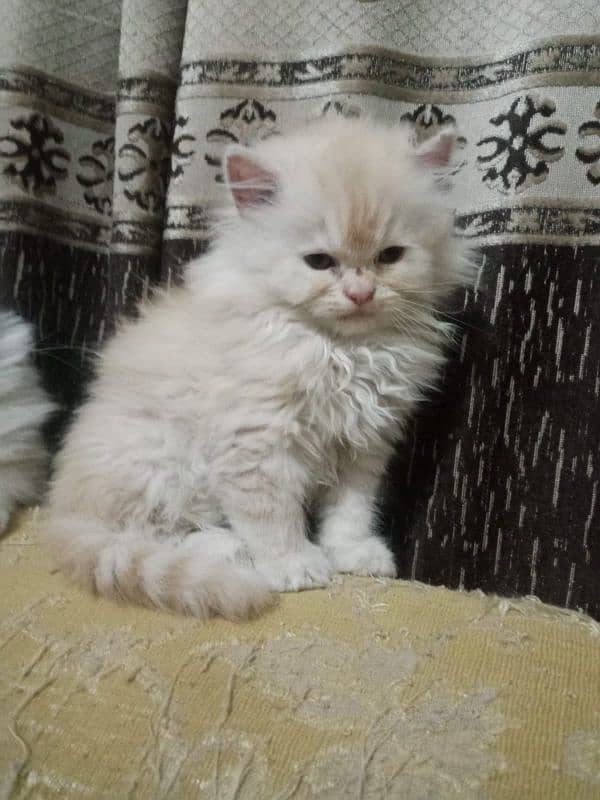 bi color Persian kitten for sale 9