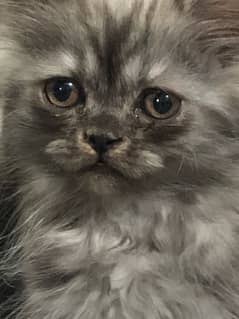 pure persian kitten looking for a new home