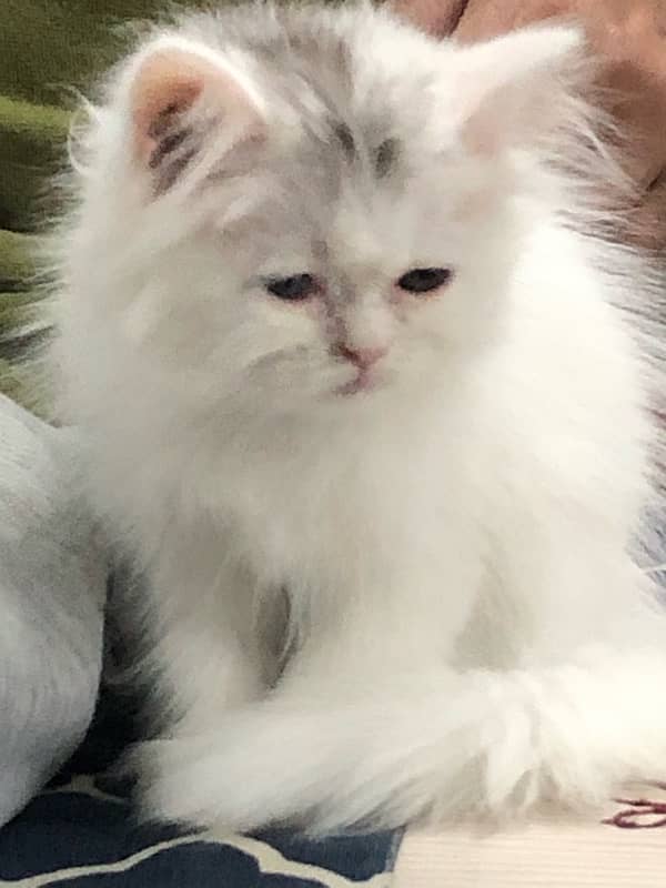 pure persian kitten looking for a new home 0