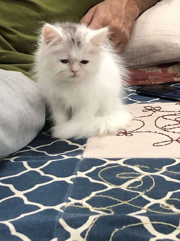 pure persian kitten looking for a new home 1