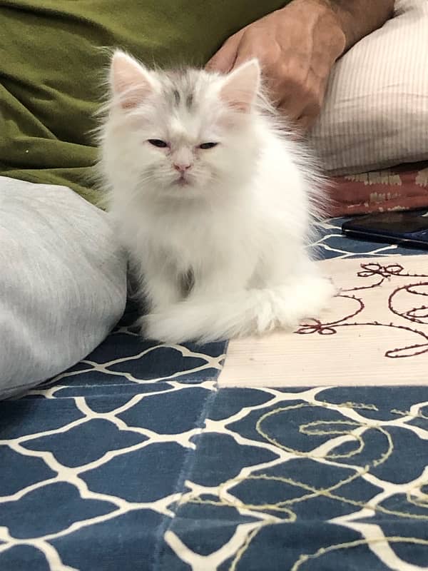 pure persian kitten looking for a new home 2