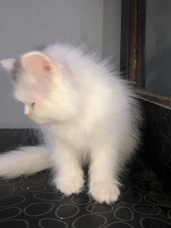 pure persian kitten looking for a new home 3