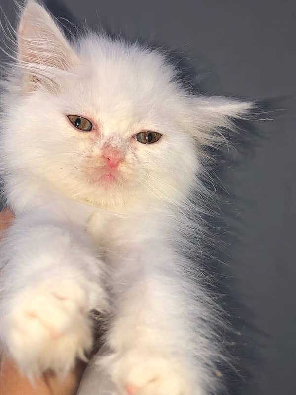 pure persian kitten looking for a new home 4