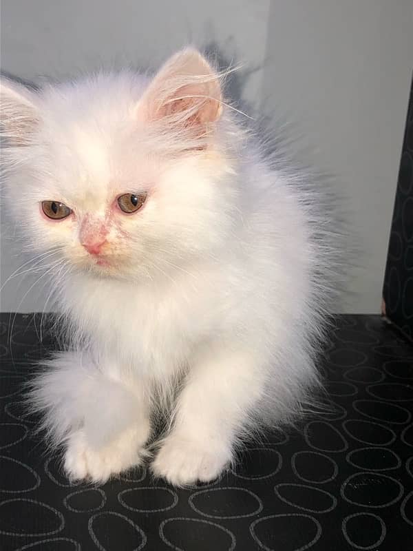 pure persian kitten looking for a new home 5