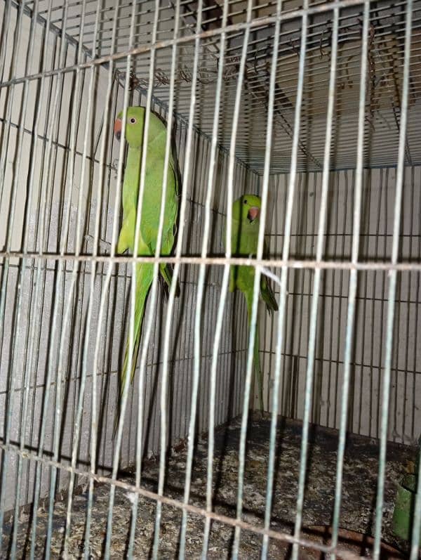 Parrots pair 2