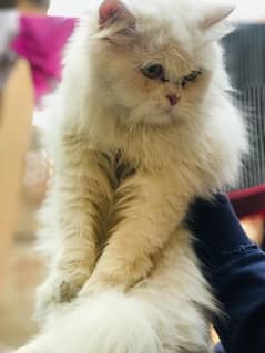 Persian cat available for sale