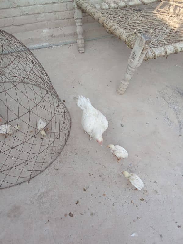 three hen full paper white 0