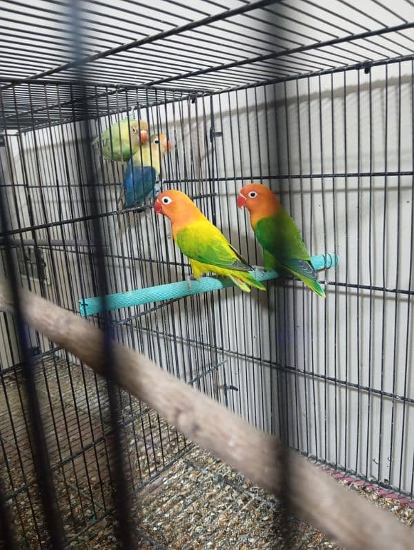 Lovebirds setup for sell 5