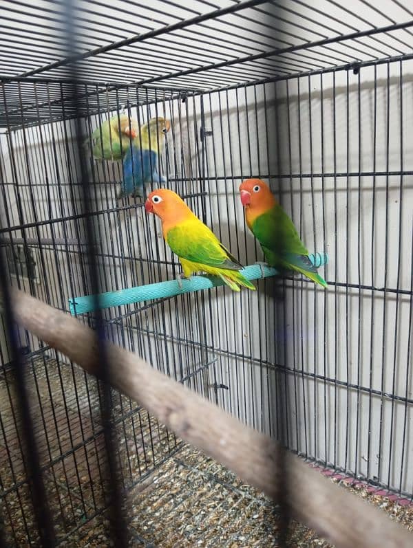 Lovebirds setup for sell 6