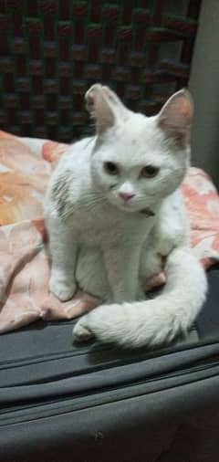 white cat