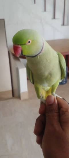 Talking parrot