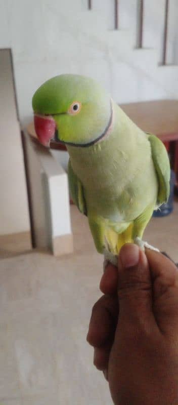 Talking parrot 0