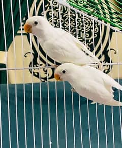 albino split ino / parblue palefellow split opline /australian bird