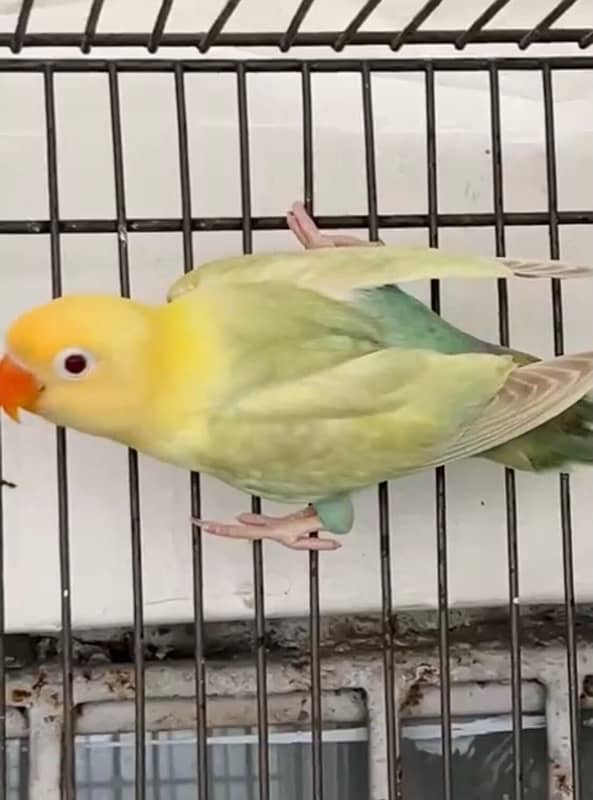 albino split ino / parblue palefellow split opline /australian bird 3